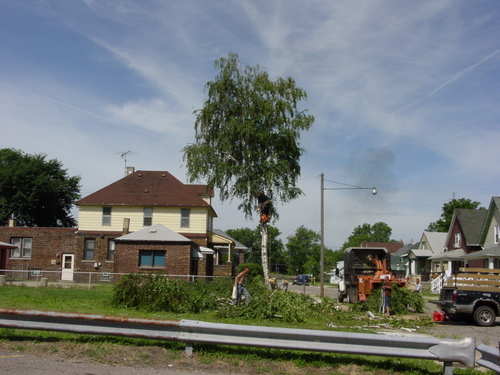 ./Gallery/2011 Bennet Lot Tree Removal/DSC06447.JPG